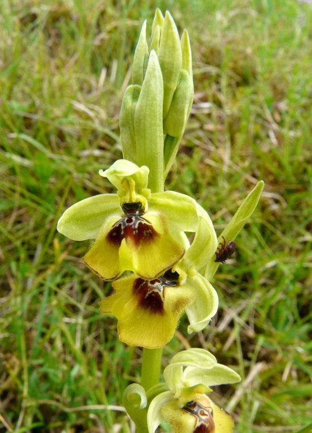 Zecca su orchidea:  Ixodidae: cfr. Hyalomma sp.
